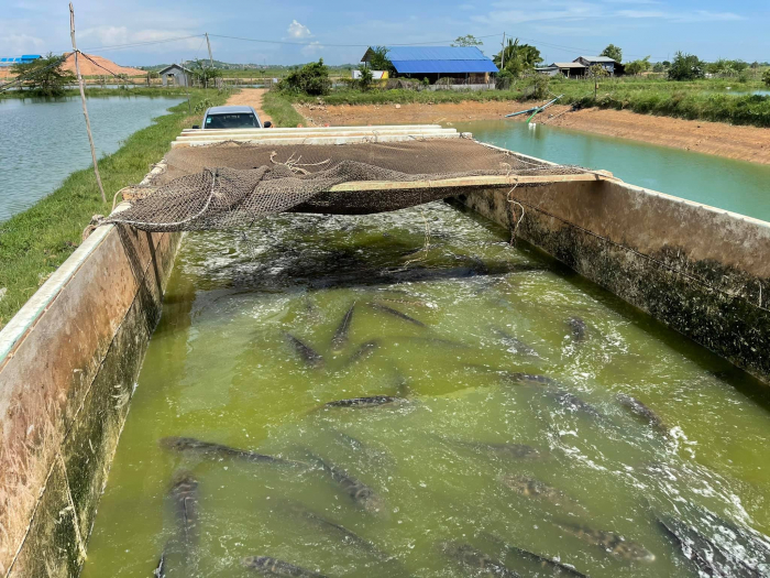 ចុះពិនិត្យវឌ្ឍនៈភាពនៃការចិញ្ចឹមត្រីនៅក្នុងស្រុបាធាយ ខេត្តកំពង់ចាម